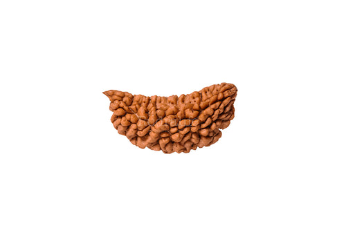 1 Mukhi Rudraksha Bead