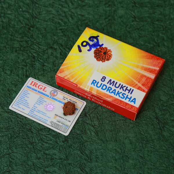 9 Mukhi Nepali Rudraksha (Certified).