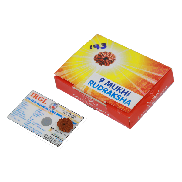 9 Mukhi Nepali Rudraksha (Certified).