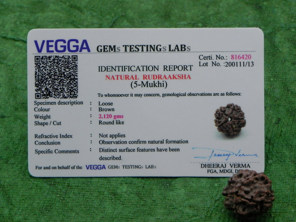 Certified 5 Mukhi Nepali Rudraksha