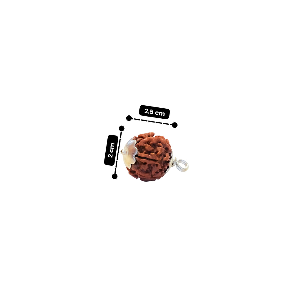Brown rudraksha bead with measurements on a white background
