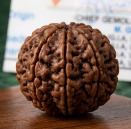 Wooden brain model on a wooden surface with a blurred background