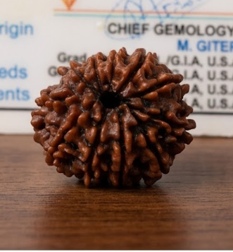 11 Mukhi Certified Rudraksha (Nepali Origin)