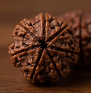 13 Mukhi Certified Rudraksha  (Nepali Origin)