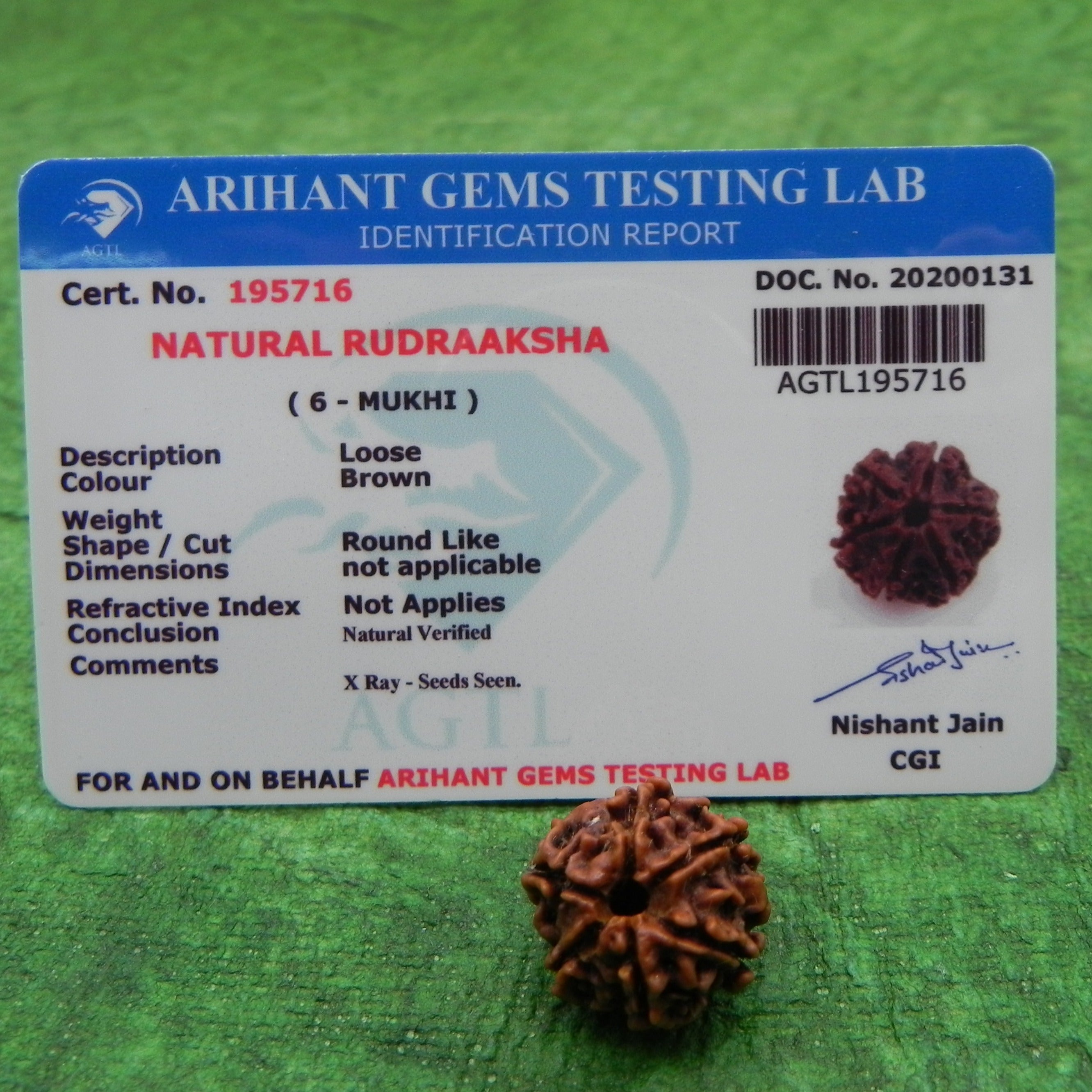 6 Mukhi Certified Rudraksha (Nepali Origin)