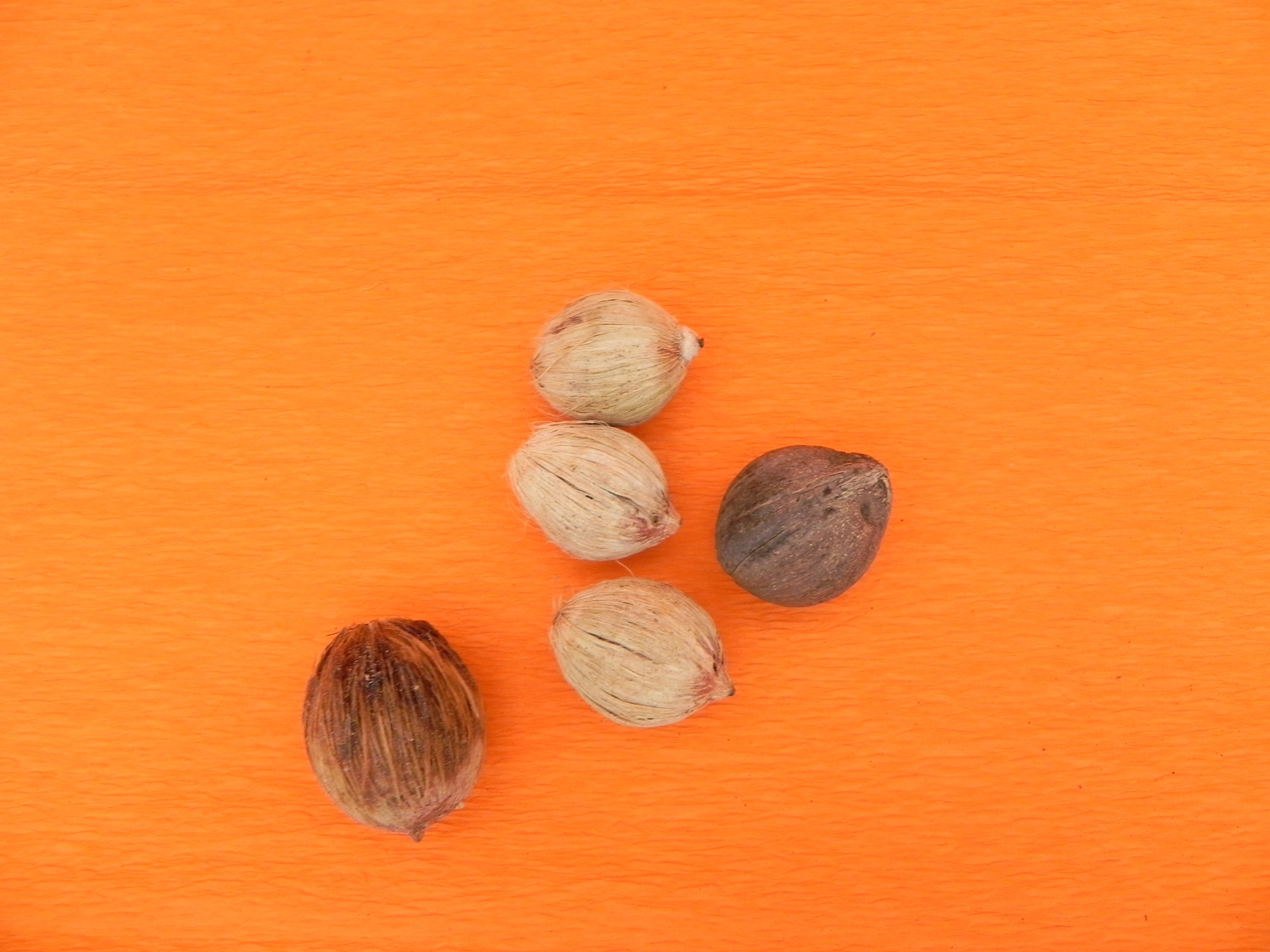 108 Laghu Coconut / Laghu Nariyal for Lakshmi ashtotram